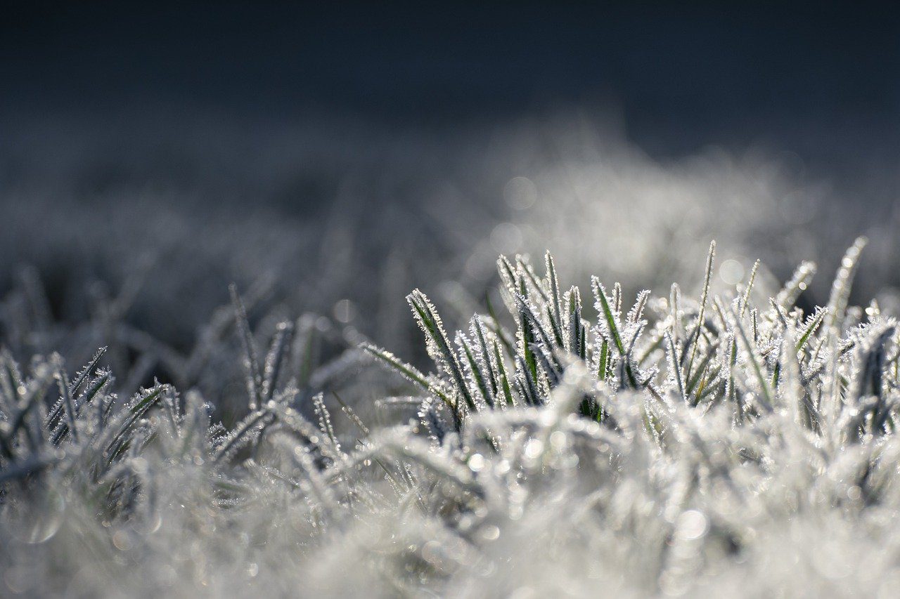 The Importance of Winterizer Fertilizer Application in the Northeast ...
