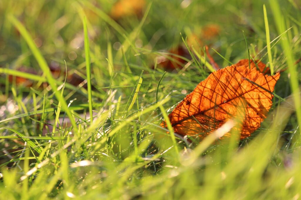 fall lawn care