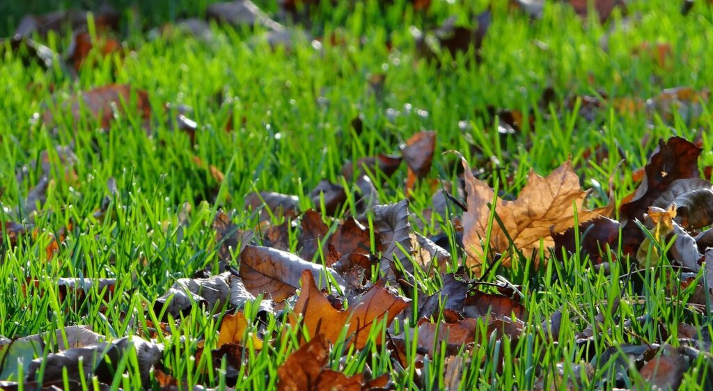 prep your lawn for winter