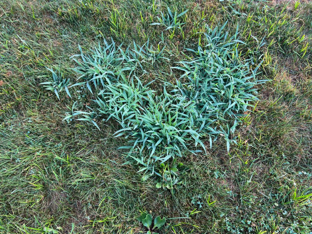 Crabgrass in the Lawn