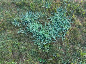 Crabgrass in the Lawn