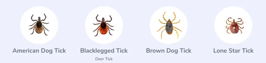 New England Tick Species