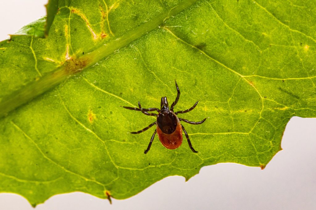 tick control and prevention