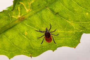 tick control and prevention