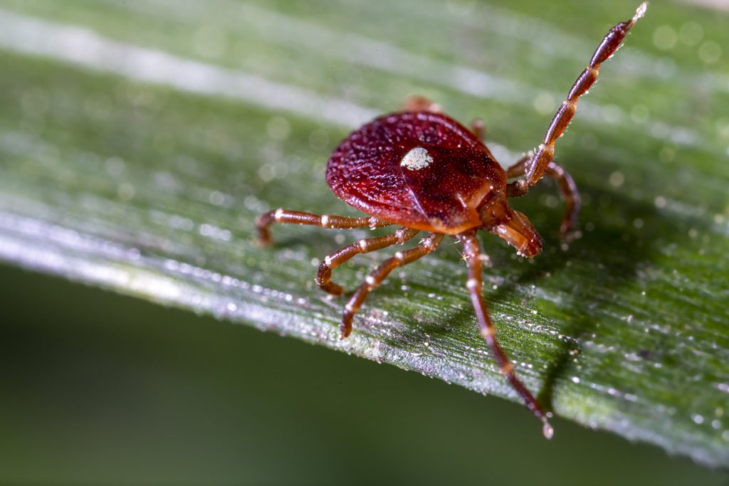 Lone Star Tick in New England