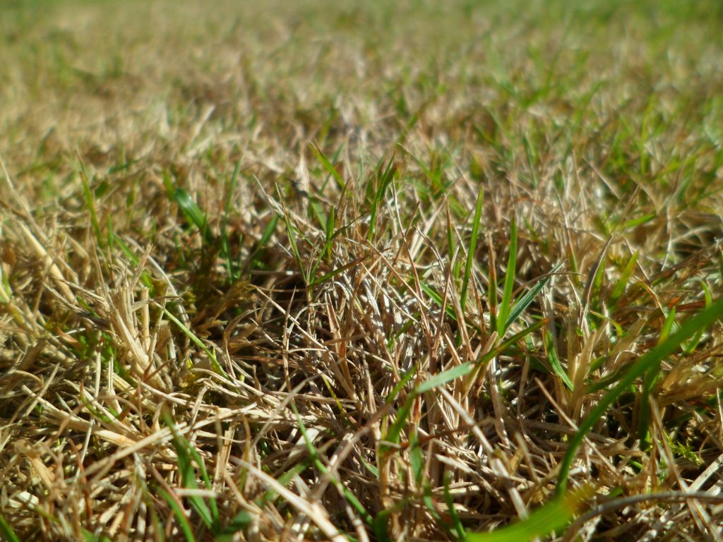close up of lawn thatch