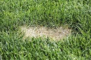 summer lawn disease