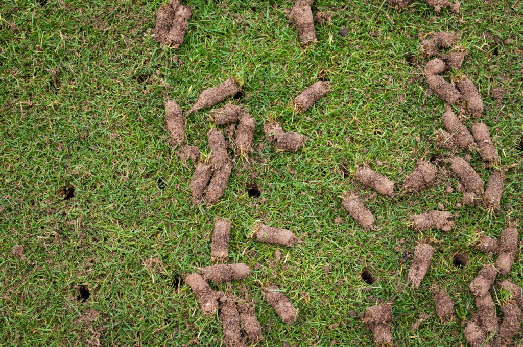 fall core aeration