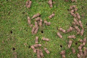 fall core aeration