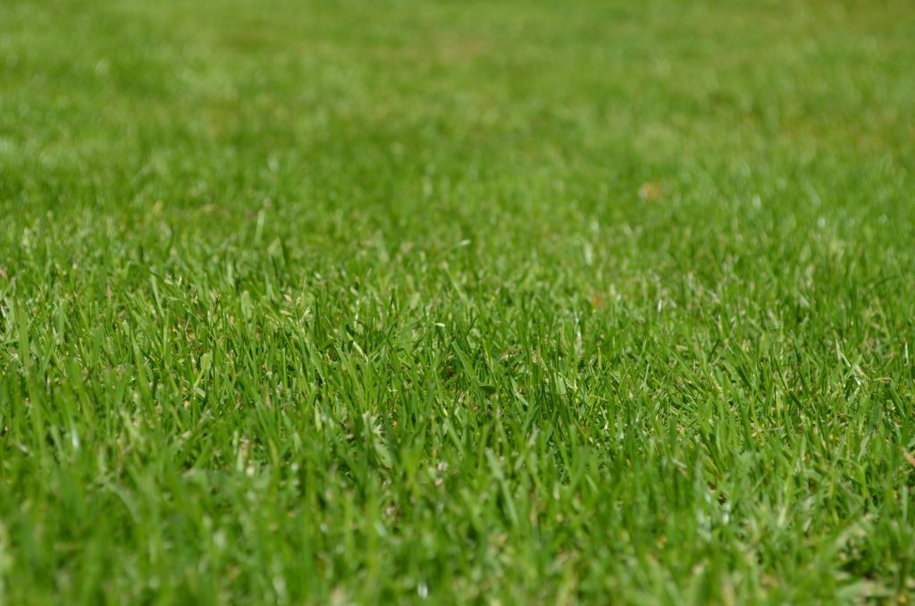 summer lawn fertilization
