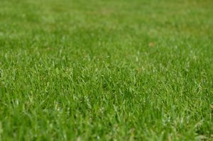 summer lawn fertilization