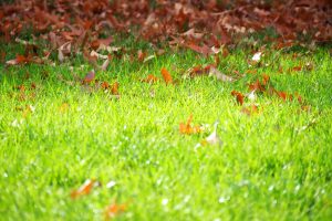 fall lawn care
