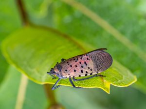 spotted lanternfly