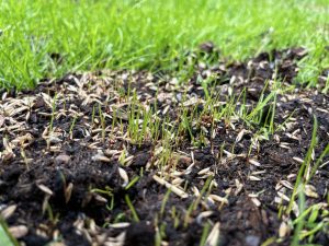 dormant lawn seeding